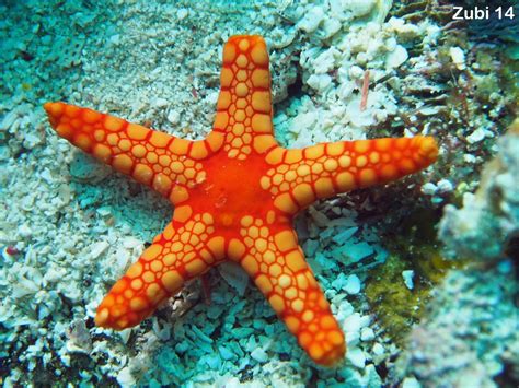 Echinoderms (starfish, brittle star, sea urchin, feather star, sea ...