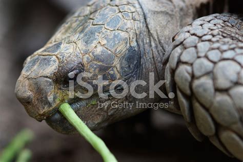 Big Turtles Eating Vegetable Stock Photo | Royalty-Free | FreeImages