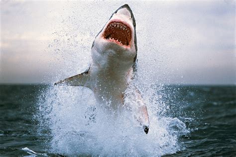 How to survive a shark attack