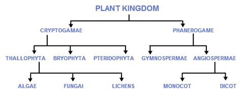 NEET Biology - Plant Kingdom- Study Notes