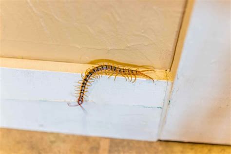 What You Should Know About The House Centipede