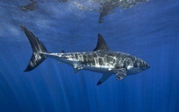 25 Great White Shark HD Wallpapers | Background Images - Wallpaper Abyss