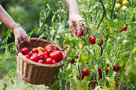 harvesting tomatoes