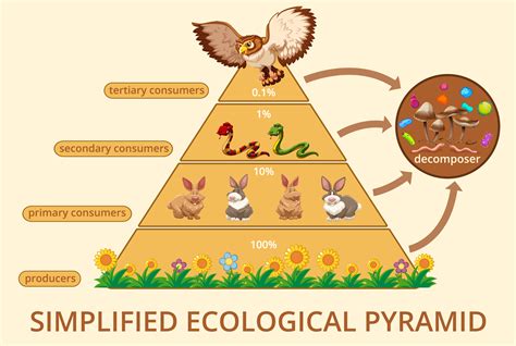 Ecological pyramids — lesson. Science CBSE, Class 10.