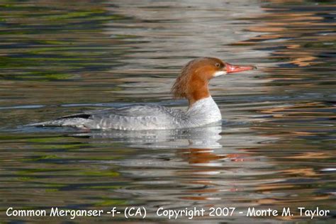 Common Merganser