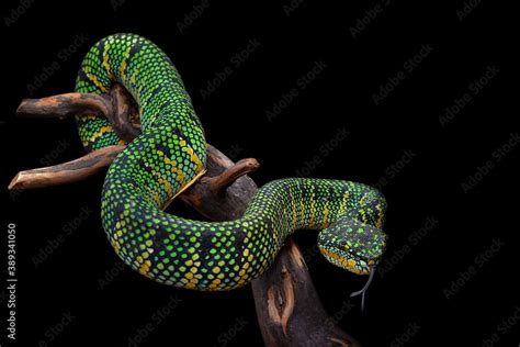 green snake viper Stock Photo | Adobe Stock