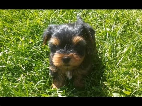 Sweet Yorkie Puppies playing together - Słodkie Szczeniaki York bawią się - YouTube