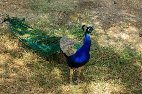 Peacock In The Garden Free Stock Photo - Public Domain Pictures