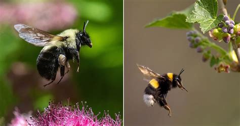 Bumblebee Insect Sting