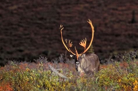 Barren-ground Caribou bull (Rangifer tarandus granti) with superficial blood on antlers ...