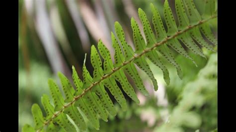 How To Propagate Monarch Fern | Home and Garden Reference