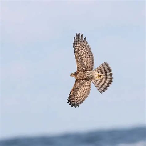 Eurasian Sparrowhawk - Facts, Diet, Habitat & Pictures on Animalia.bio