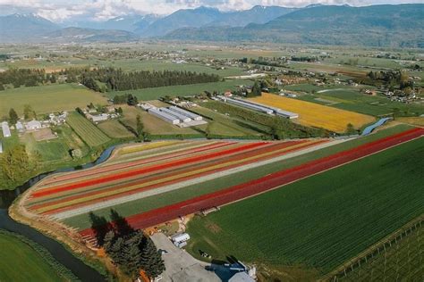 Chilliwack Tulip Festival 2022: Tickets, parking for event - North ...