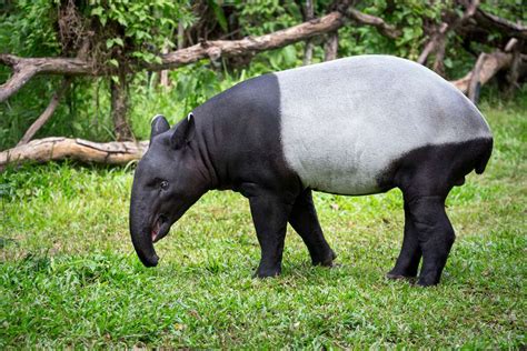 Surprising Facts About Tapirs