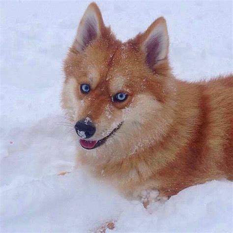 Adorable “Pomsky” Pup is the Stunning Hybrid of a Pomeranian and Husky