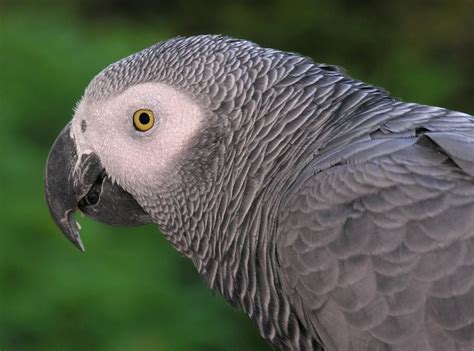 Bird Snatching Bandits Kidnap African Grey Parrot to Near Extinction in Ghana - EnviroNews | The ...