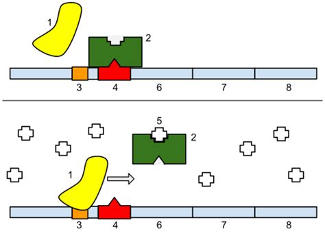 Promoter (genetics) - Simple English Wikipedia, the free encyclopedia