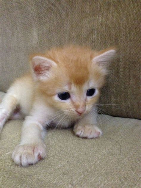 Tyson, 3 weeks old | Cute cats, Little kittens, Kitten