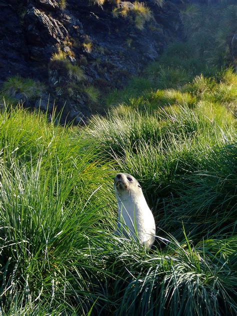 Fur Seal, South Georgia | size4riggerboots | Flickr