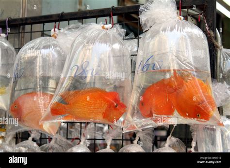 Aquarium pet shop selling goldfish in plastic bags in the fish market ...