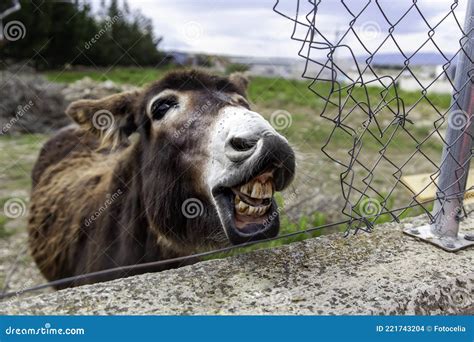 Funny donkey teeth stock photo. Image of agriculture - 221743204