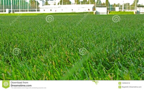 Soccer field grass stock photo. Image of field, grassy - 102904518