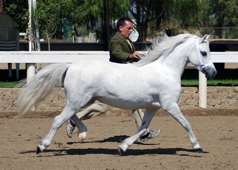 Welsh Pony and Cob - Alchetron, The Free Social Encyclopedia