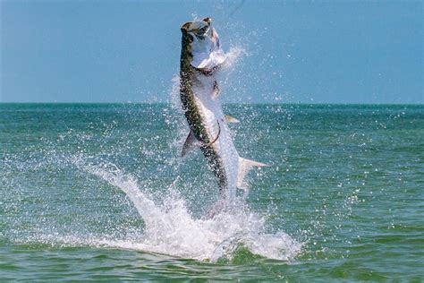 Tarpon Charter Fishing Trip - Sea Teaser Sport Fishing