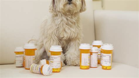 Pet Meds Listed in Owner's Medication Profile Lead to Confusion in the ED