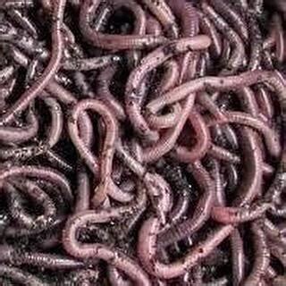 3 lb African Night Crawler - Eudrilus Eugeniae - Great Lakes WormsGreat Lakes Worms