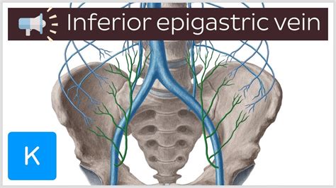 Inferior epigastric vein | Anatomical Terms Pronunciation by Kenhub ...