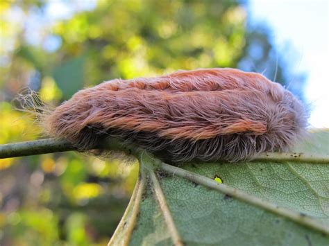 Black-waved Flannel Moth Caterpillar