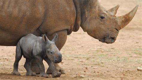 Monarto Zoo welcomes birth of 'cheeky' newborn southern white rhino ...