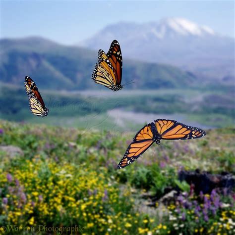 monarch butterfly pictures | Monarch Butterflies Flying Wp00166 monarch… | Monarch butterfly ...