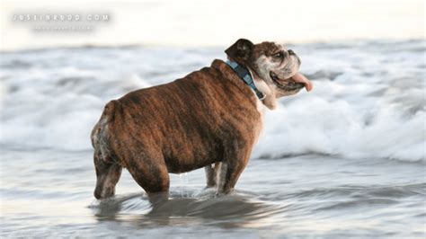 Long Beach Dog Parks - ShowMeHome.com