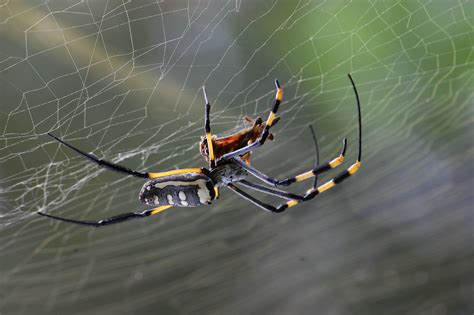 A Complete Guide to North America's Most Venomous Spiders - Gourmet Chick