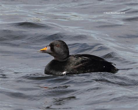 Common Scoter by Mark Woodhead - BirdGuides