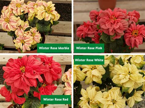 Different Poinsettia Varieties | Flowers, Gardening | Blooming Secrets