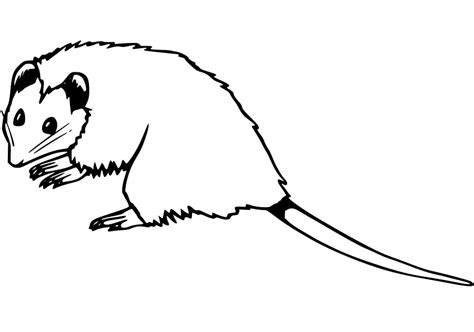 Opossum Outline Coloring Page - Free Printable Coloring Pages for Kids