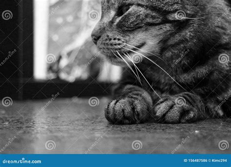 Side Whiskers Stock Photos - Download 3,193 Royalty Free Photos