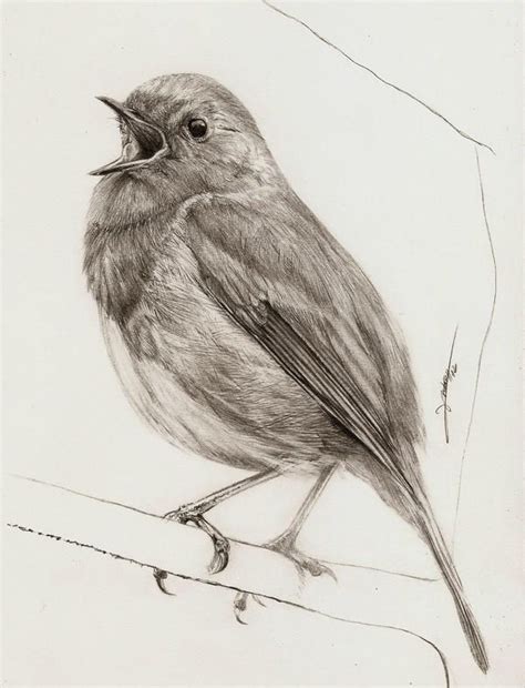 Singing Robin by AmBr0 | Bird pencil drawing, Bird drawings, Animal ...