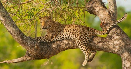 Les 5 plus belles réserves d’animaux d’Afrique