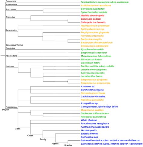 Phylogenetic tree of bacteria that belong to different groups based on ...