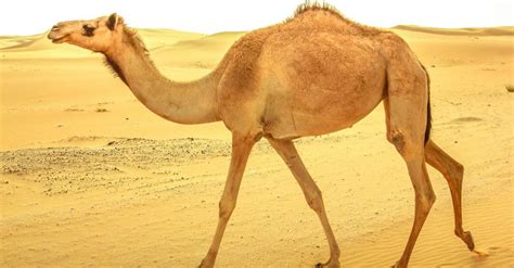 The 10 Most Amazing Desert Animals - IMP WORLD