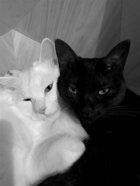 two black and white cats laying next to each other