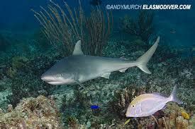 Blacknose Shark | Marine Wiki | Fandom