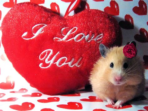 Cute Valentine's Animals | ImagesHit