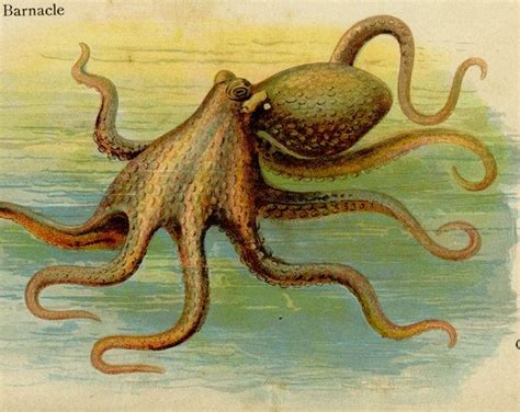 vintage octopus | vintage octopus | Octopus, Vintage octopus, Crayfish