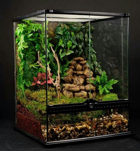 Perfect tree/ dart frog set up! | Frog terrarium, Tree frog terrarium ...