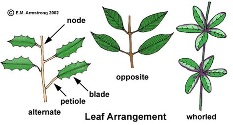 Whorled Leaf Arrangement